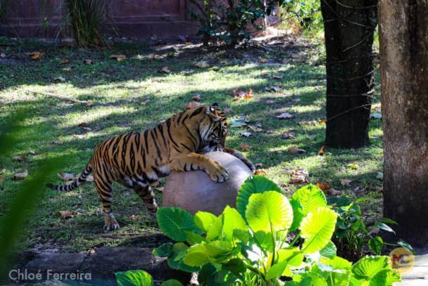 , Walt Disney World Update – Jungle Update, Blizzard Return, and Rat Watch!