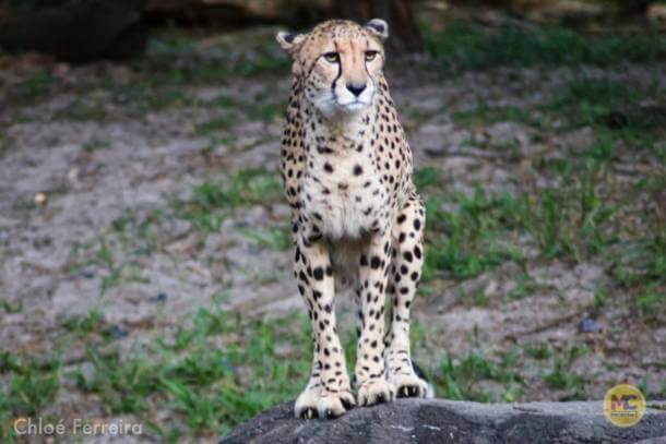 , Walt Disney World Update – Jungle Update, Blizzard Return, and Rat Watch!