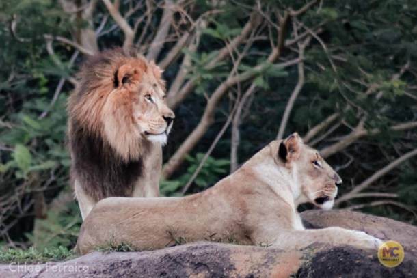 , Walt Disney World Update – Jungle Update, Blizzard Return, and Rat Watch!