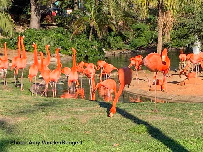 , A Roaring Good Busch Gardens Food & Wine Festival