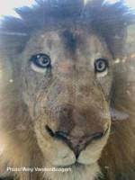 Busch Gardens Tampa Kembe the lion