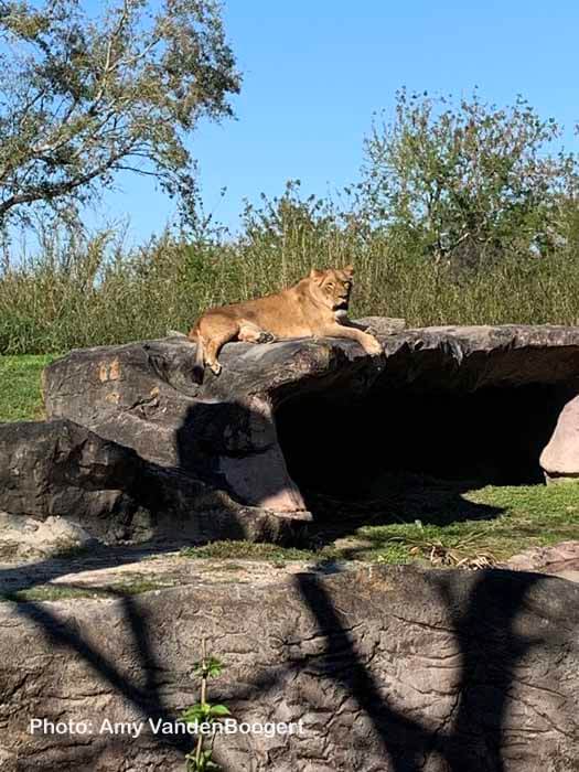 , A Roaring Good Busch Gardens Food & Wine Festival
