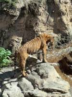 Busch Gardens Tampa tiger