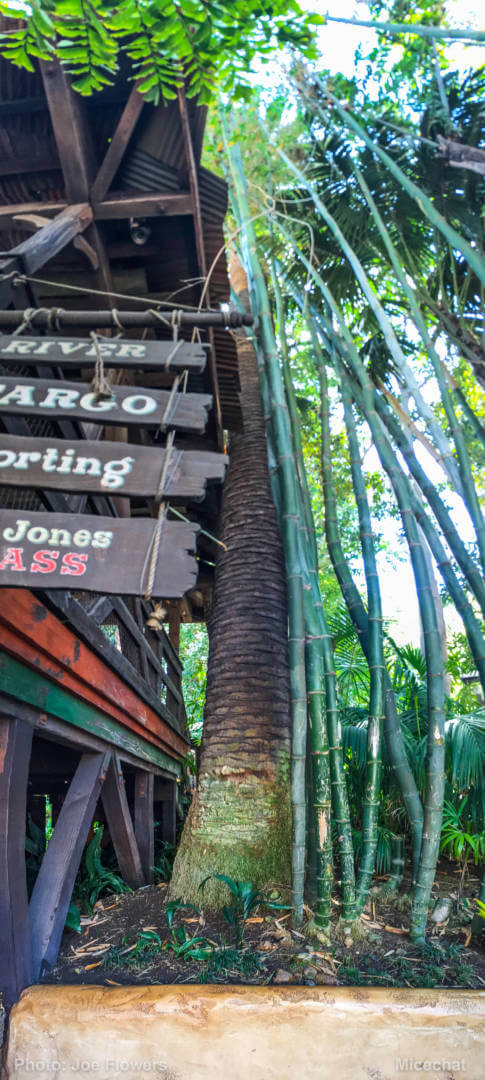 , Celebrating Spring with Disneyland’s Cultivating the Magic Tour