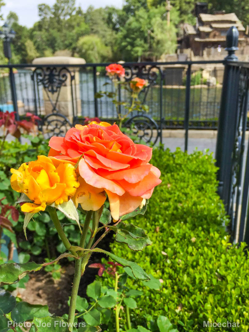 , Celebrating Spring with Disneyland’s Cultivating the Magic Tour