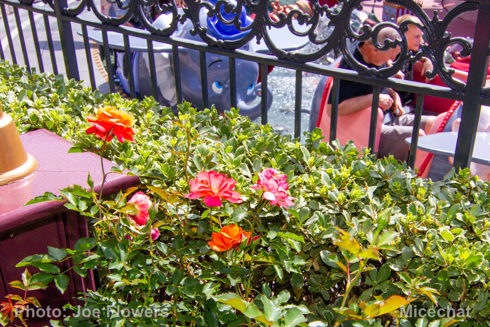 , Celebrating Spring with Disneyland’s Cultivating the Magic Tour