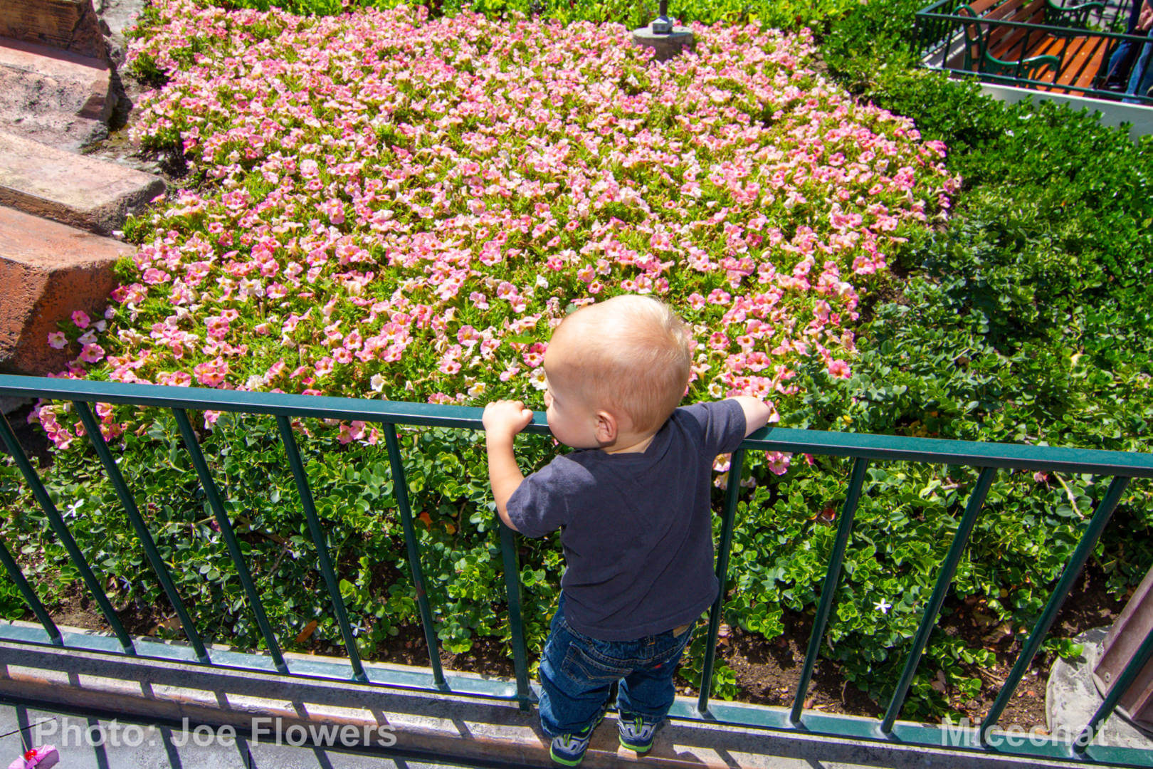 , Celebrating Spring with Disneyland’s Cultivating the Magic Tour