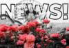 , Disney and Theme park news, reviews, tips, planning and more!