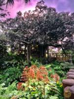 Magic Kingdom Swiss Family Robinson Treehouse