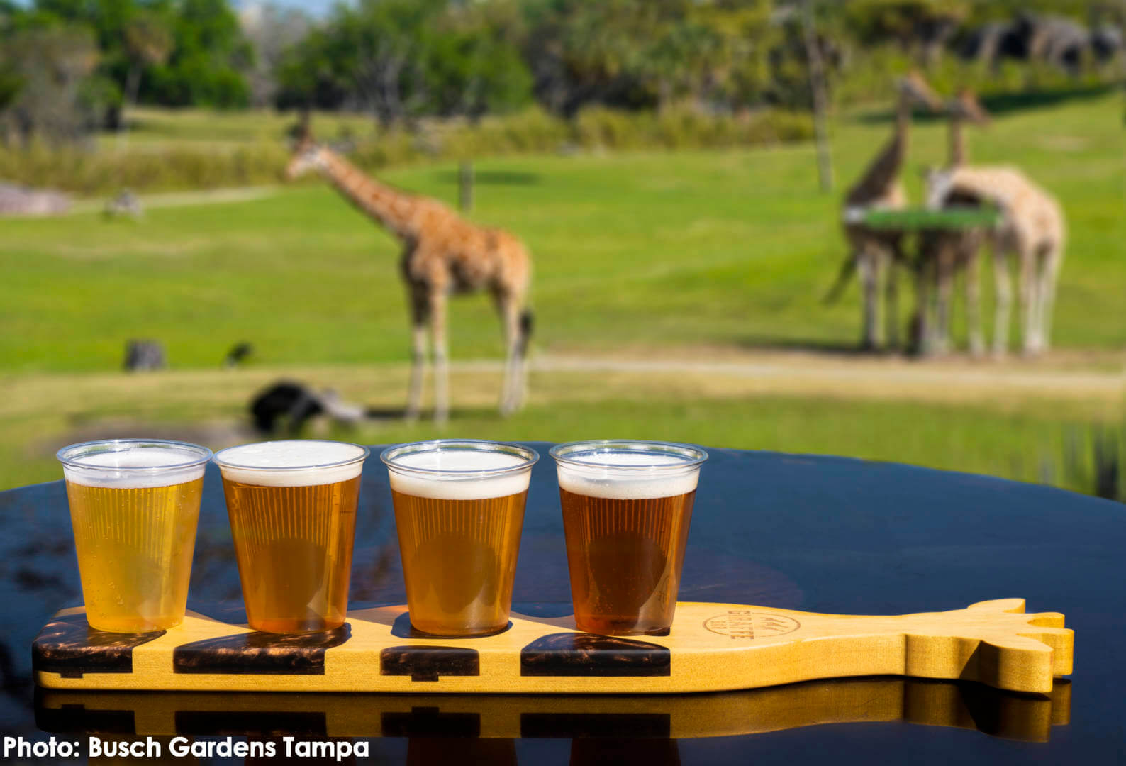 , Prost! Bier Fest Returns to Busch Gardens Tampa for its 4th Year