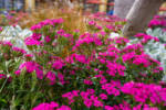 Downtown Disney_Flowers_Spring in the air-2