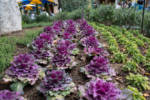 Downtown Disney_Flowers_Spring in the air-3