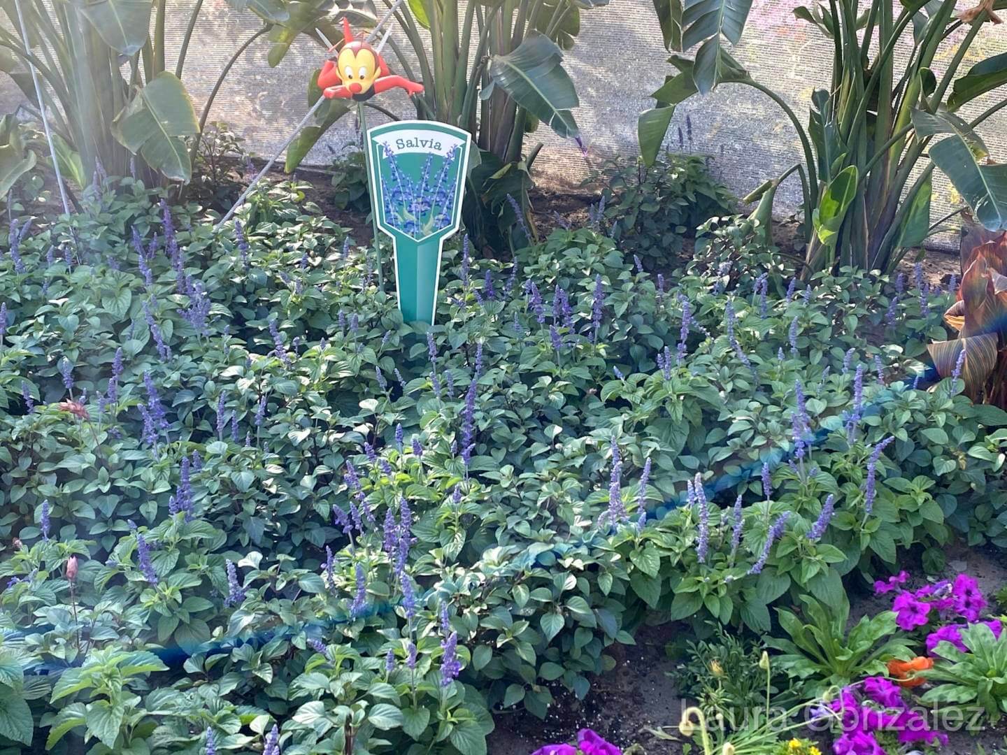 EPCOT FUN: Spike's Pollen-Nation Exploration at the Flower and