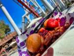 Knott’s Boysenberry Festival Bao-micechat
