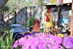 Knotts-Garden-Chicken
