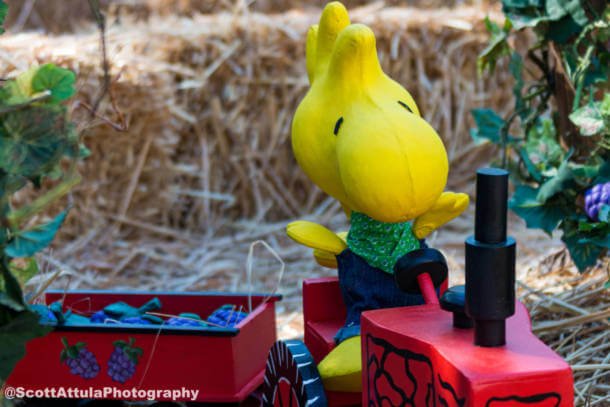, Knott’s Boysenberry Festival Blooms & Preparing for Reopening