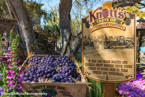 , Time to Dig in with Knott&#8217;s Taste of Boysenberry Festival&#8217;s Full Menu