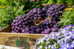 Knott’s_Taste_of_Boysenberry_Festival_2021_Glamour006