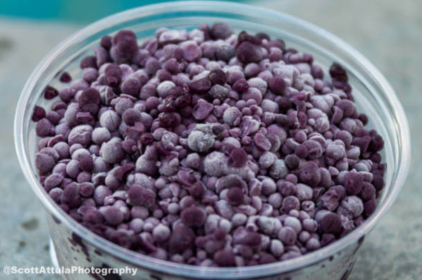 , Knott’s Boysenberry Festival Blooms & Preparing for Reopening