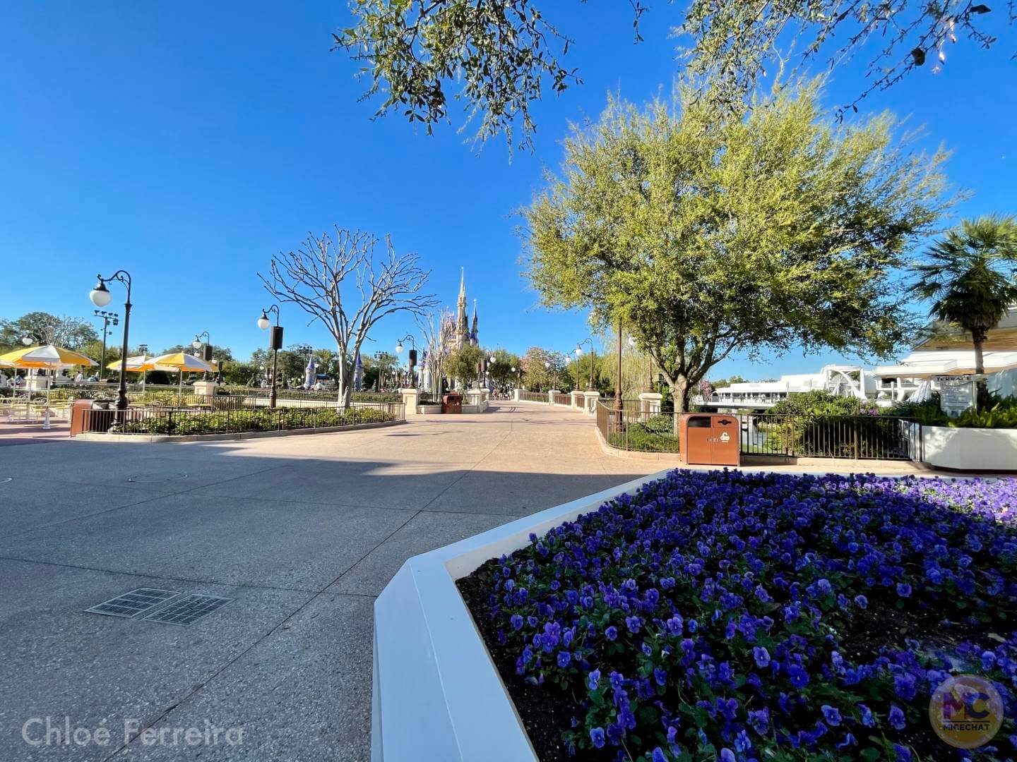 , Walt Disney World Updates – Splash, Bloom, Zoom