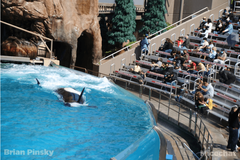 SeaWorld, SeaWorld San Diego Orca Incidents Cause New Concerns