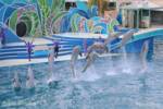 SeaWorld San Diego-Dolphin Days-Row Jump