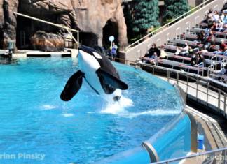 SeaWorld San Diego Orca Incidents Cause New Concerns