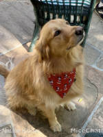 chewy-disney-collection-bandana-model-2