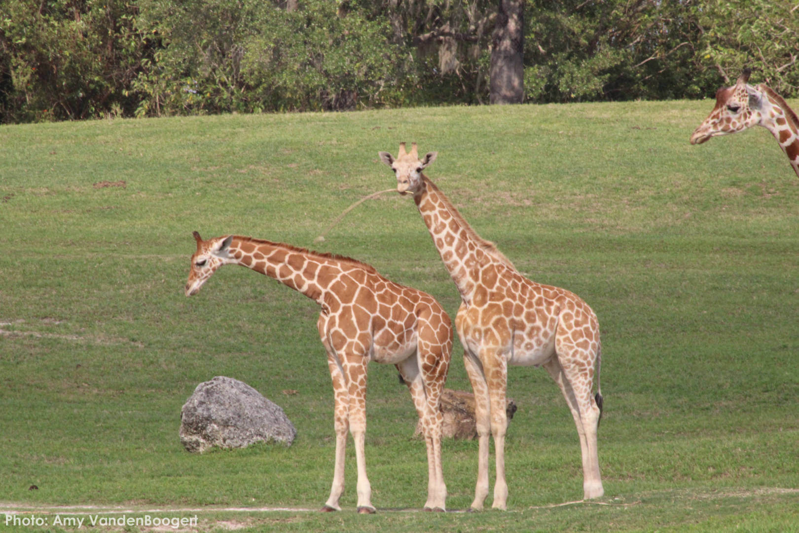 , Busch Gardens Tampa Update: Troubles in Paradise
