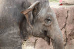 Busch Gardens Tampa Elephant