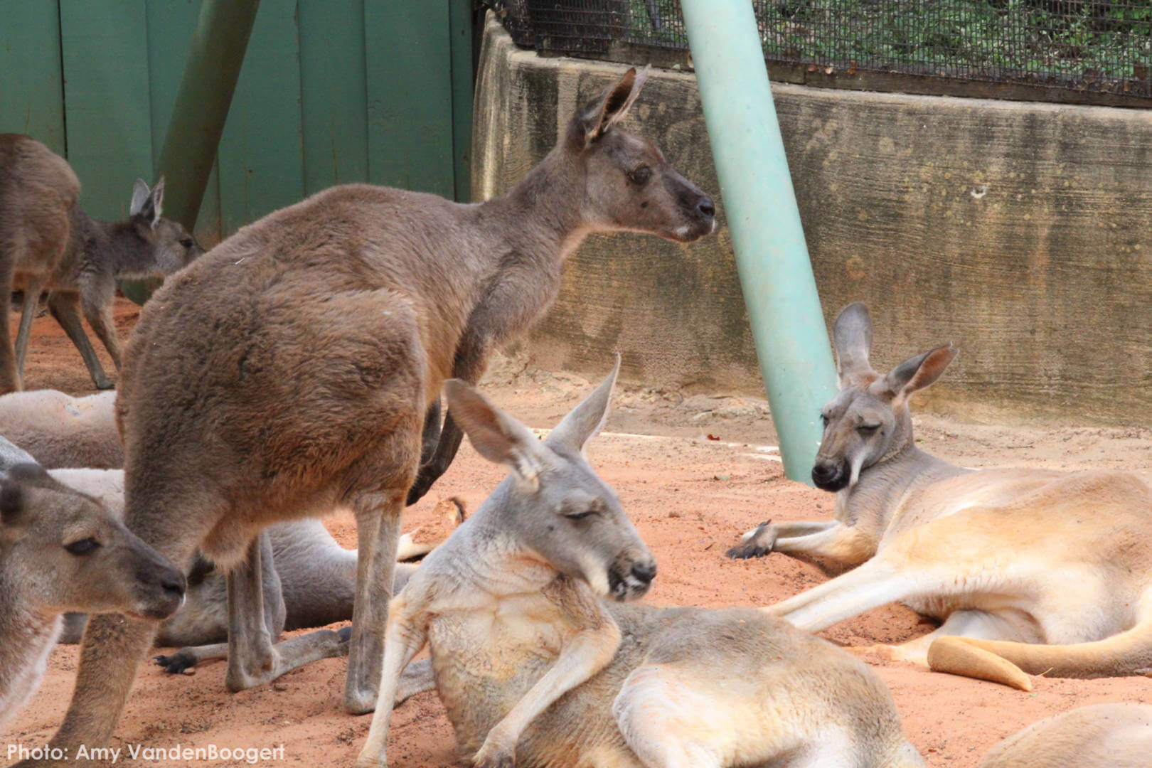 , Busch Gardens Tampa Update: Troubles in Paradise