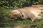 Busch Gardens Tampa Lioness