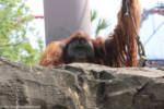 Busch Gardens Tampa Orangutan