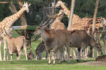 Busch Gardens Tampa Serengeti