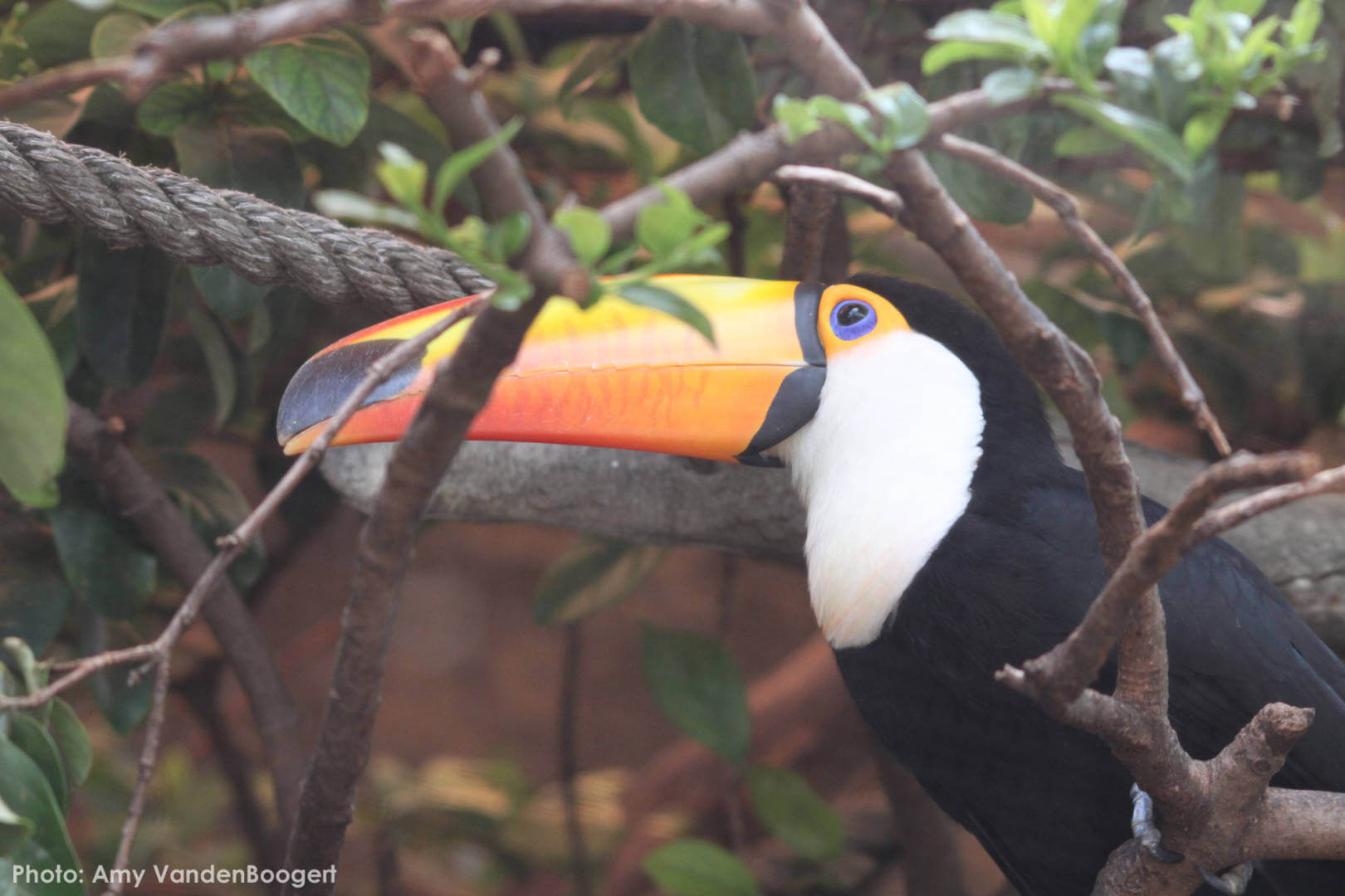 , Busch Gardens Tampa Update: Troubles in Paradise