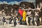 SeaWorld San Diego_Penguins Lunch_1