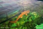 SeaWorld San Diego_sharks_1
