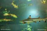 SeaWorld San Diego_sharks_2