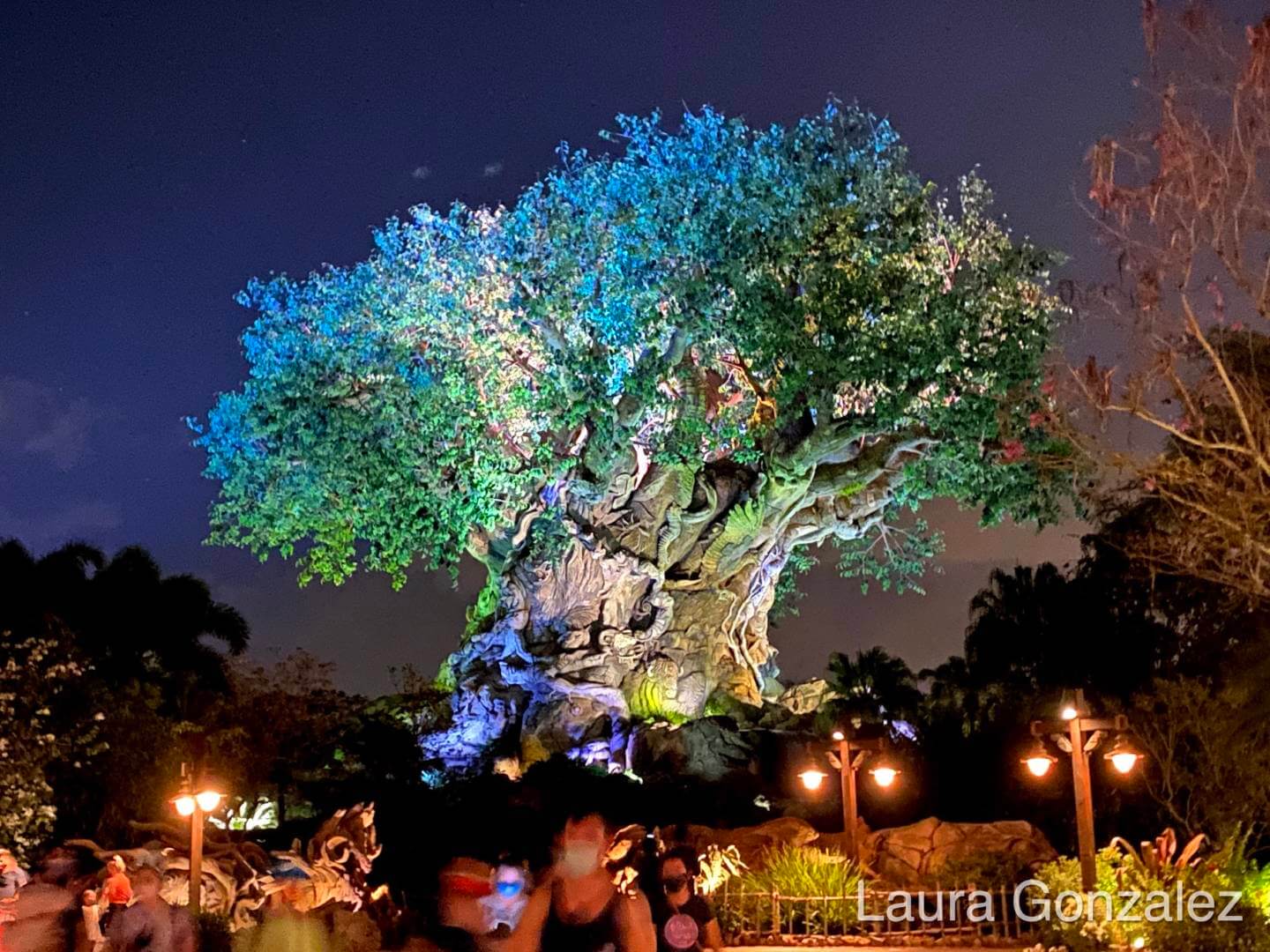 Tree of Life at night 