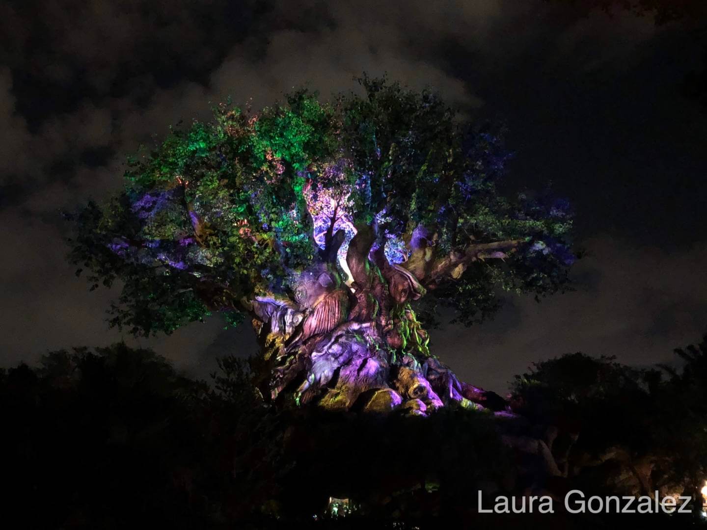 , The Secrets of the Tree of Life at Disney&#8217;s Animal Kingdom