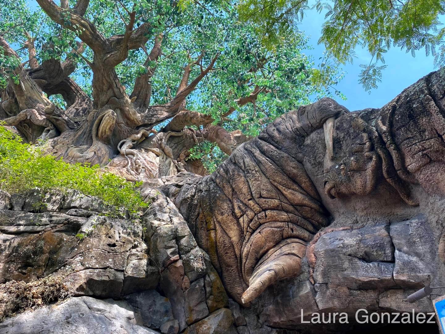 , The Secrets of the Tree of Life at Disney&#8217;s Animal Kingdom