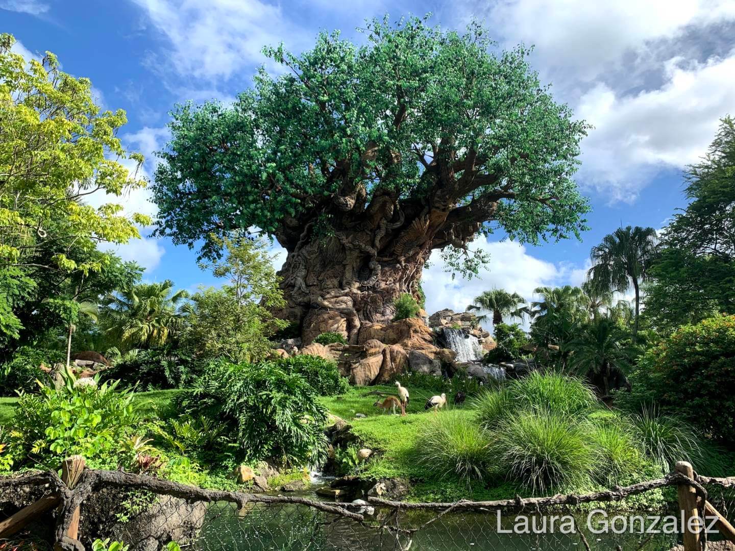 , The Secrets of the Tree of Life at Disney&#8217;s Animal Kingdom