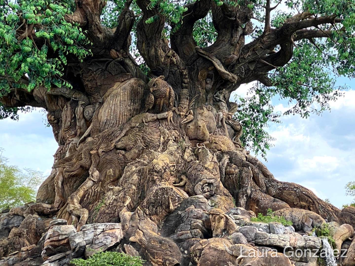 , The Secrets of the Tree of Life at Disney&#8217;s Animal Kingdom