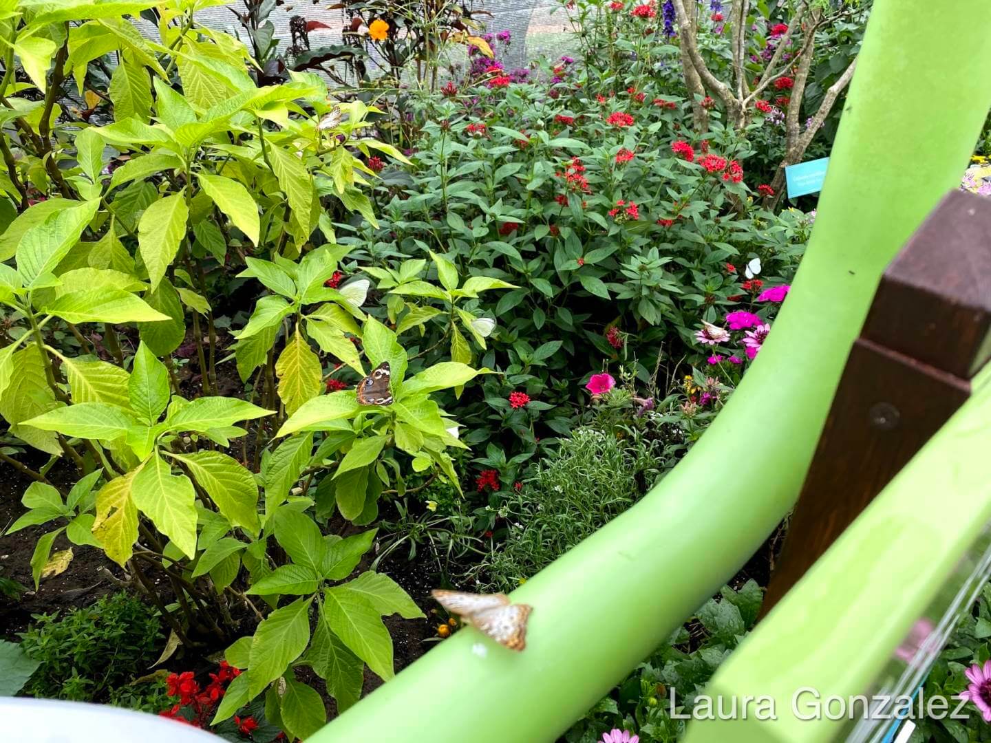 , Walt Disney World Update – New Reasons to Smile