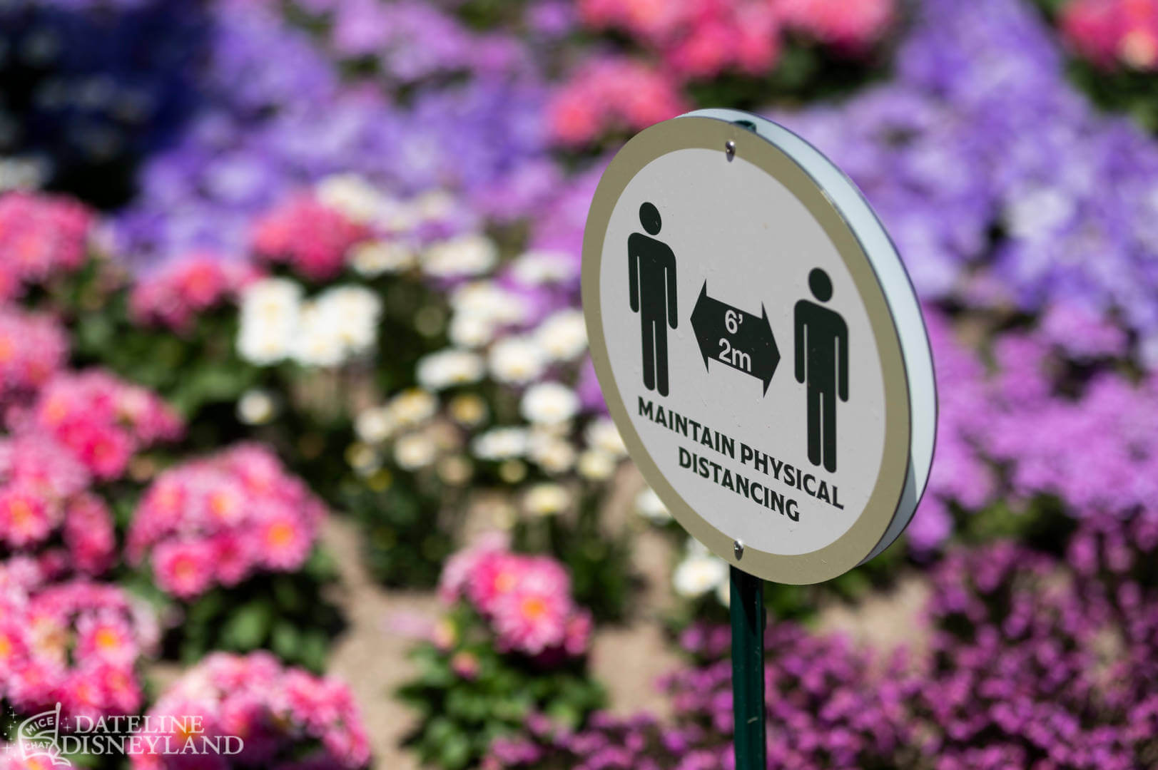, Disneyland is Back! — FIRST LOOK at New Magic and Big Changes