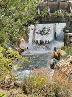 Disney California Adventure Grizzly River Reopened Long Line-micechat