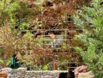 Disney california adventure refurbishment Redwood Creek closeup 1-micechat