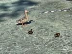 Disneyland baby ducks-micechat