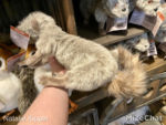 Disneyland-star-wars-galaxys-edge-creature-stall-lava-meerkat-tail