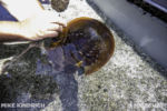 Long Beach AOP-Animal Hospital-Horseshoe Crab (1 of 1)